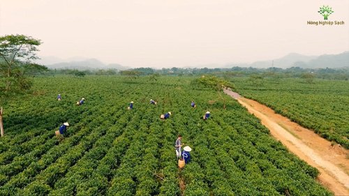 Top 10 sự kiện nổi bật của nông nghiệp năm 2016