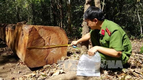 Bảo vệ rừng: Gian nan giữ rừng phòng hộ Bắc Chư Păh