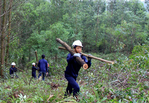 Hỗ trợ kinh phí với diện tích rừng tự nhiên tạm dừng khai thác