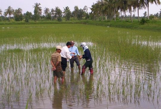 Vùng hạn mặn ĐBSCL và bài toán chuyển đổi đất lúa?