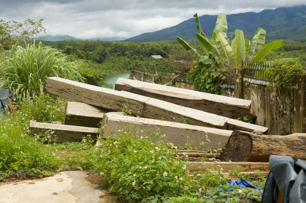 Đắk Lắk: Hàng loạt vi phạm tại Công ty Lâm nghiệp Buôn Wing