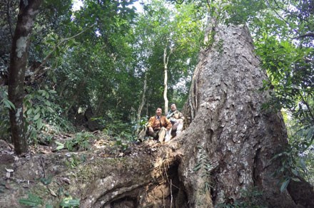 Vương quốc” nghiến khổng lồ cuối cùng bị tàn phá - ThienNhien.Net | Con người và Thiên nhiên