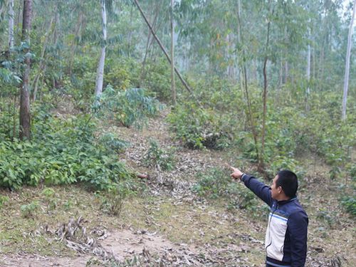 Kiểm soát chặt chẽ việc chuyển mục đích đất rừng