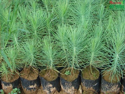 Nơi địa đầu Tổ quốc đi lên từ rừng – Kỳ 2