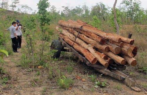 Khôi phục rừng Tây Nguyên để ứng phó với biến đổi khí hậu