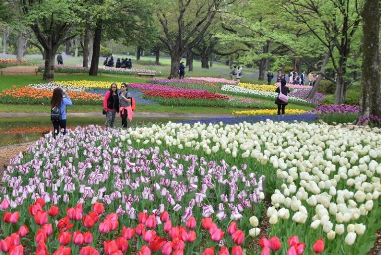 Hàng nghìn bông hoa tuylip đủ màu sắc bừng nở ở Tokyo