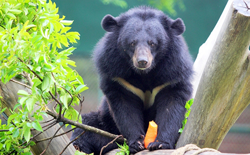 Gấu hoang dã suy giảm nghiêm trọng trong 20 năm qua - ThienNhien.Net ...