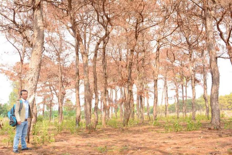Gia Lai: “Bức tử” rừng thông 40 năm tuổi để chiếm đất