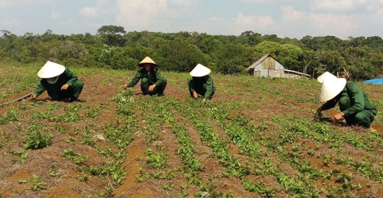 Tiềm năng phát triển cây dược liệu ở Kon Tum