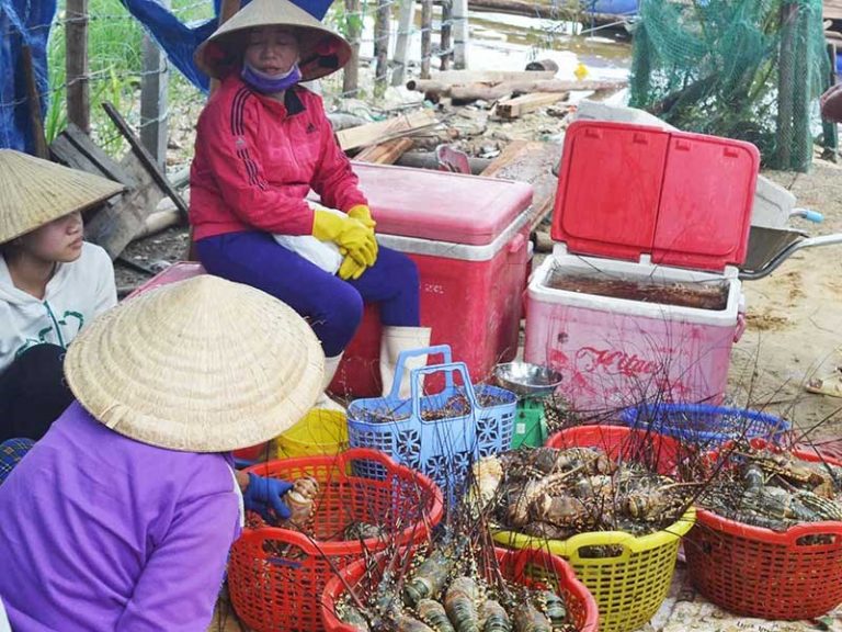 “Thủ phủ” tôm hùm miền Trung điêu đứng