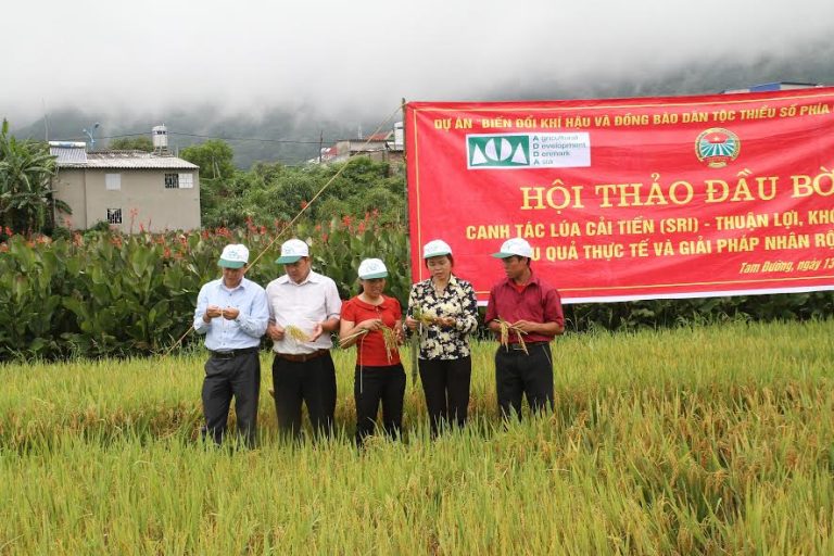 Hội thảo đầu bờ mô hình canh tác lúa cải tiến SRI