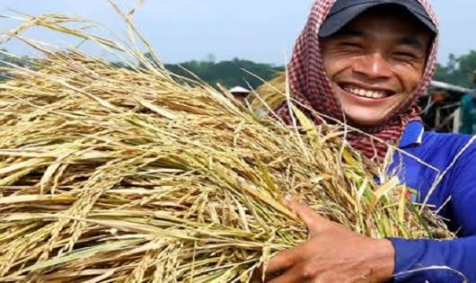 Giải quyết cảnh “được mùa mất giá”: Bắt đầu từ chất lượng và “đầu ra” cho nông sản