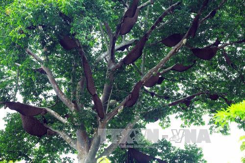 Bảo tồn đa dạng sinh học tại tỉnh Điện Biên