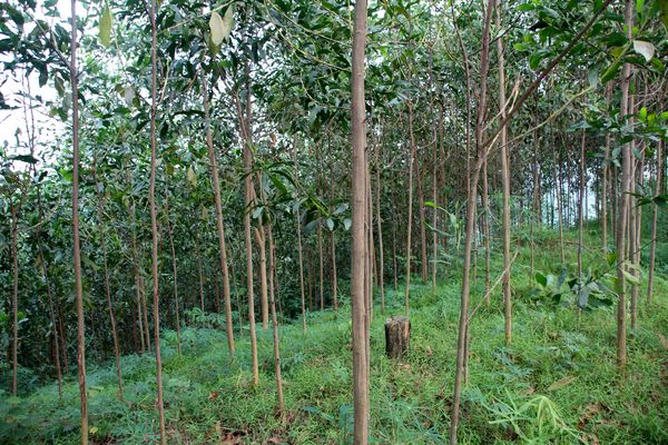 Nơi địa đầu tổ quốc đi lên từ rừng (Kỳ 6): Cấp chứng chỉ rừng và quản lý rừng bền vững