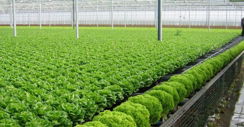 Kiến nghị “cởi trói” thị trường đất, vốn gỡ nút thắt cho nông nghiệp