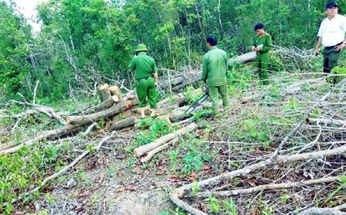 Khởi tố đối tượng phá rừng phòng hộ Đắk Lắk