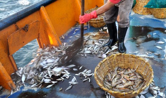 10 triệu tấn cá bị loại bỏ mỗi năm
