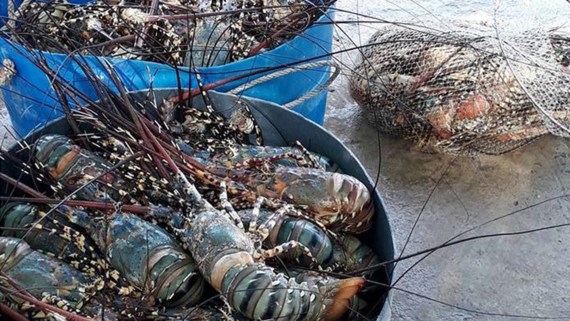 Nhà máy xả thải vô can vụ tôm hùm chết hàng loạt ở Phú Yên
