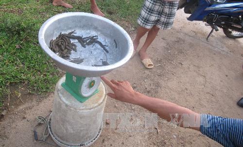 Lại xuất hiện tình trạng thu mua đỉa