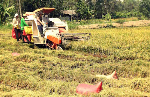 Thị trường gạo thế giới tăng cầu, Việt Nam tăng mục tiêu xuất khẩu