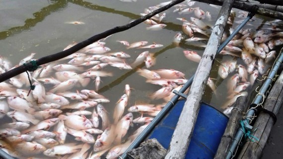 Cá lồng chết hàng loạt ở Đăk Hà