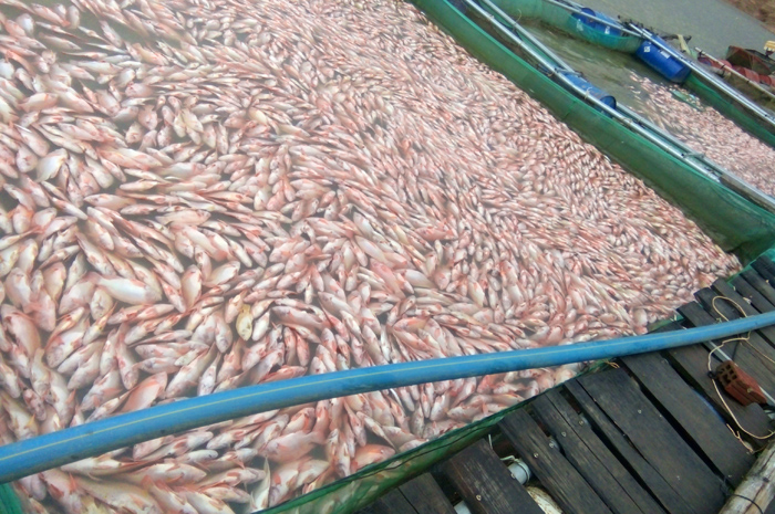 Hỏa tốc tìm nguyên nhân 60 tấn cá chết trên hồ thủy điện ở Kon Tum