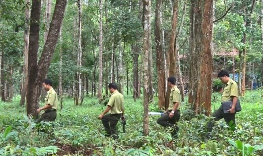 Tây Nguyên: Chậm rà soát, đánh giá kết quả các dự án chuyển đổi rừng