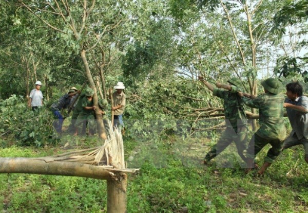 Cục Trồng trọt yêu cầu khắc phục thiệt hại cây cao su do bão số 2