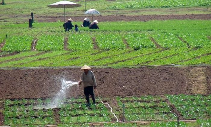 Nước thải canh tác ảnh hưởng đến sức khỏe gần một tỷ người