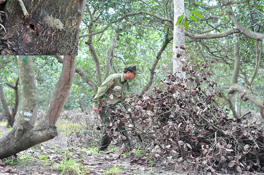 Tàn độc với rừng