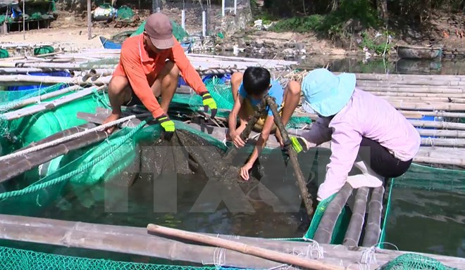 Tìm ra nguyên nhân khiến cá nuôi trong đầm Ô Loan chết hàng loạt