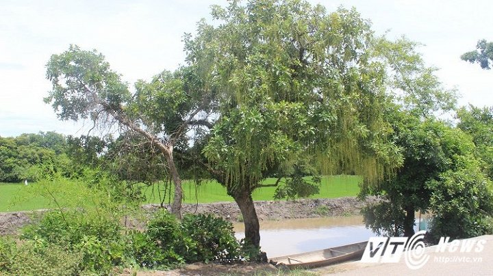 Kỳ lạ chuyện làng lập hương ước để bảo vệ rừng lộc vừng trăm tuổi