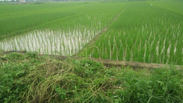 Hậu dồn điền, đổi thửa tại Hà Nội: Hàng nghìn m2 đất “bốc hơi”