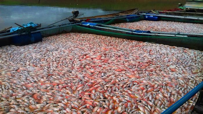 Đề nghị thủy điện Ialy hỗ trợ 2,4 tỷ đồng cho vụ cá chết đỏ lồng