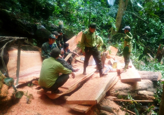 Truy bắt nhóm người xẻ gỗ tại rừng di sản Phong Nha – Kẻ Bàng