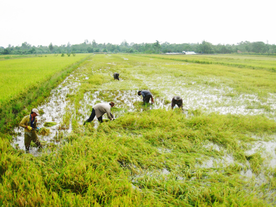 Chủ động ứng phó và khai thác lợi thế của lũ