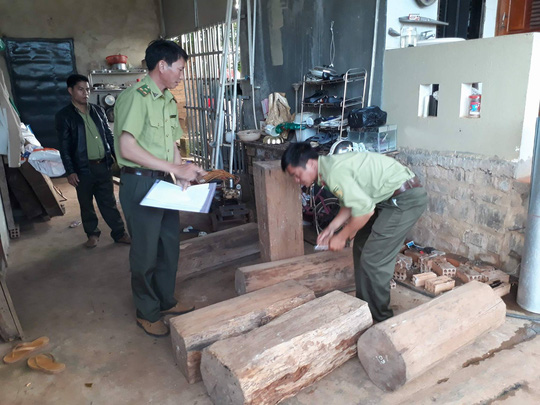 Chỉ đạo làm rõ vụ gỗ thông đỏ trong nhà trưởng ban quản lý rừng