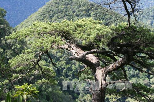 Bảo tồn hai loài cây quý hiếm tại Khu bảo tồn thiên nhiên Pù Luông, Thanh Hóa