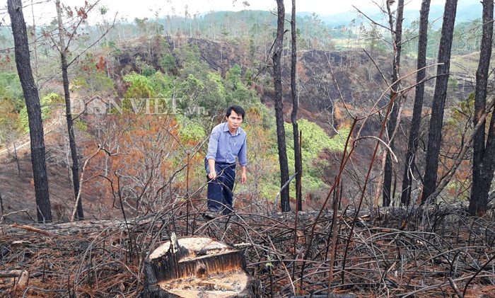 Kon Tum: Chặt 100ha rừng thông đẹp như trong phim trồng mắc ca