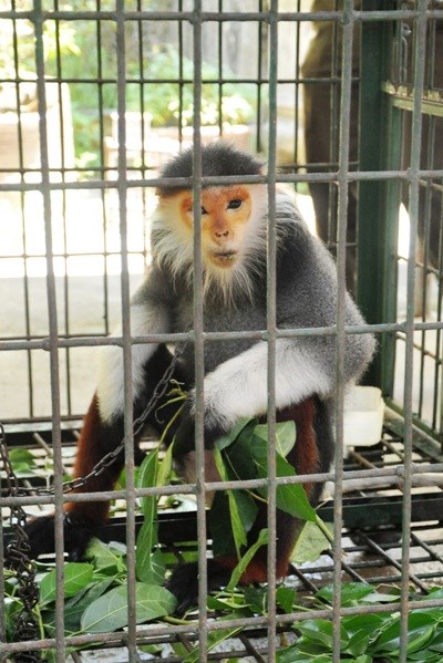 Bàn giao “Nữ hoàng linh trưởng” cho Vườn quốc gia Cúc Phương