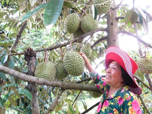 Tự tin trên đồng quê