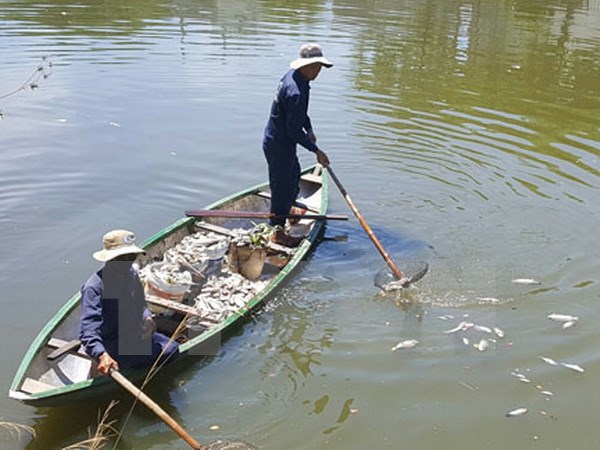 Đà Nẵng: Cá rô phi chết trắng kênh Phú Lộc, bốc mùi hôi thối