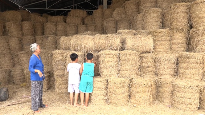 Trữ rơm bán kiếm tiền triệu mỗi ngày