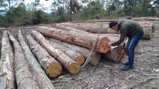 Hạ rừng thông 20 năm tuổi để trồng mắc ca