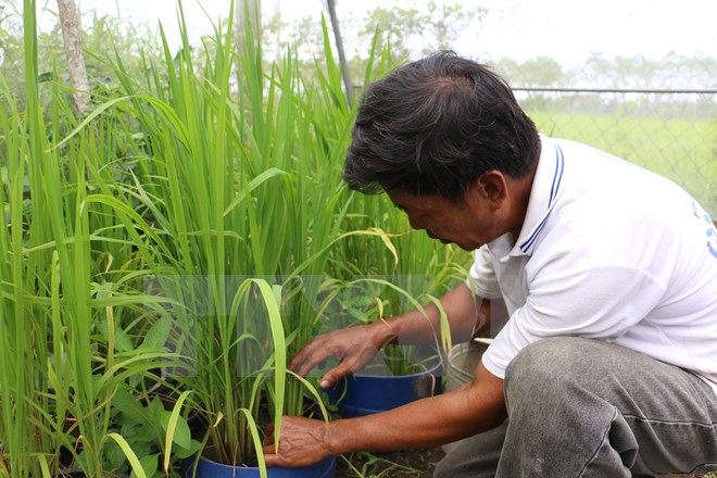 Đồng bằng sông Cửu Long thiếu giống lúa chất lượng cho xuất khẩu