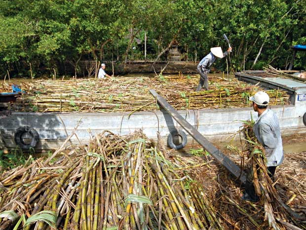 “Thay máu” ngành mía đường thế nào để doanh nghiệp – nông dân cùng lợi?