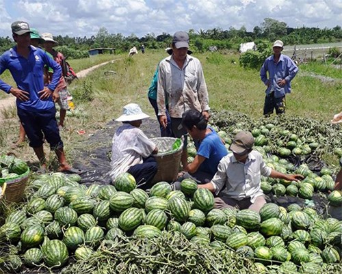 Chống thất thoát, lãng phí để bảo đảm an ninh lương thực
