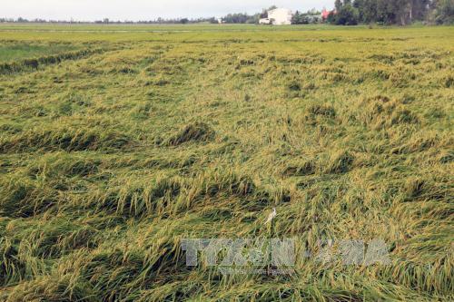 Nước lũ về sớm, sản xuất lúa Thu Đông gặp khó khăn