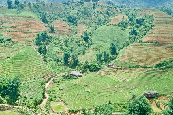 Tái cơ cấu nông nghiệp Tây Bắc: Thực trạng và giải pháp