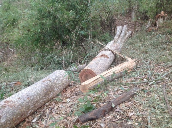 43ha rừng bị xóa trắng trong một thời gian dài mà không ai phát hiện